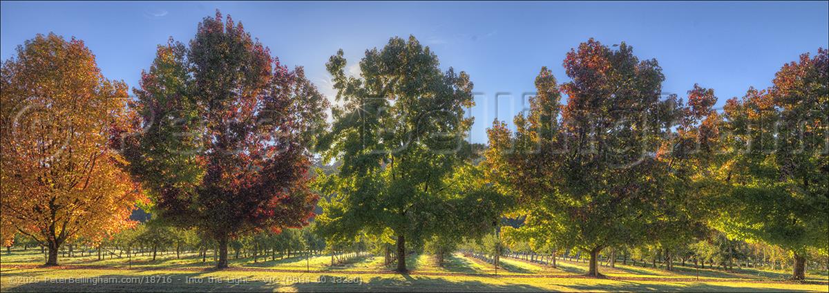 Peter Bellingham Photography Into the Light - VIC (PBH4 00 13230)